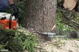 Best Hazardous Tree Removal  in Sixteen Mile Stand, OH